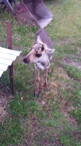 Missy (=kalf in Sami)